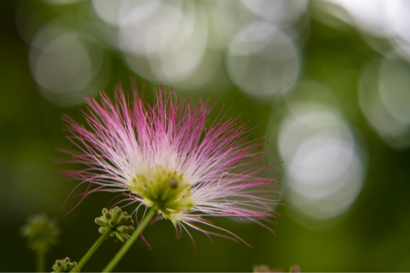 FABRICE CROCQUET PHOTOGRAPHY Photographe Quimper Nature 4